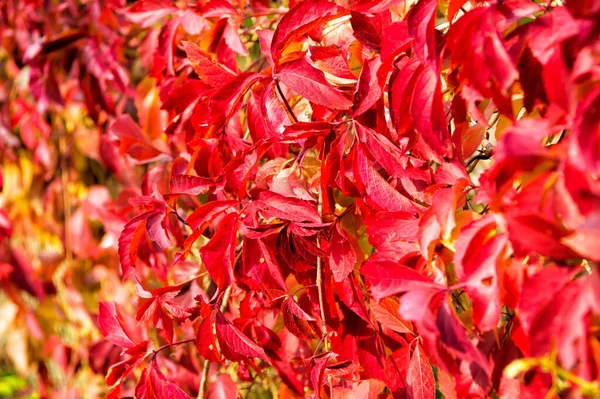 Herfst kleur. Bladeren worden rood. Rood gekleurd blad in de herfst. Plant met rode bladeren op natuurlijke achtergrond. Helder rood pigment. Herfst natuur is de beste kunstenaar — Stockfoto