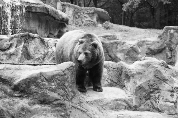 Wild animal life. Wild animal in natural environment. Wild bear species. Large brown bear in wild life
