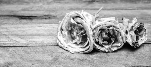 Κομψό μπουκέτο. Βοτανική ιδέα. Όμορφο ασημένιο τριαντάφυλλο. Μαγαζί με λουλούδια. Μεταλλικό χρώμα. Μεταλλικά λουλούδια. Αιώνια ομορφιά. Ροζ λουλούδια. Μόδα και ομορφιά. Λουλούδια καλυμμένο μεταλλικό χρώμα κοντά — Φωτογραφία Αρχείου