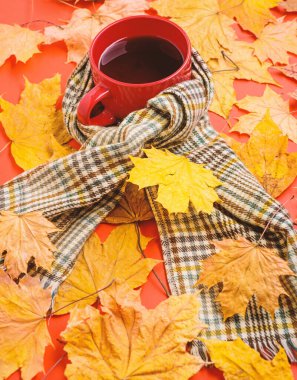 İçecek ısınma. Bir fincan çay eşarp kırmızı arka plan düşmüş akçaağaç yaprakları ve köknar koniler ile çevrili. Kupa rahat aromatik çay içecek ve eşarp. Coziness ve zevk. Sonbahar yürüyüş için sıcak içecek