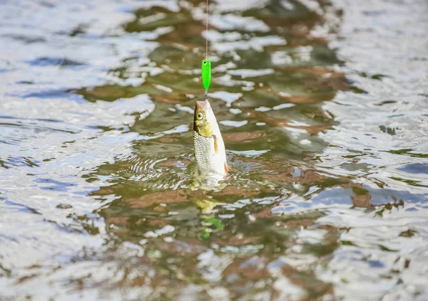 Pasatiempo de pesca. Actividad pesquera. Equipo de pesca. Naturaleza salvaje. Peces en el río. Concepto de engranaje y cebo. El trabajo de pescador es simple. Aletas y escamas. Peces de agua dulce en gancho. Trucha en el agua de cerca —  Fotos de Stock