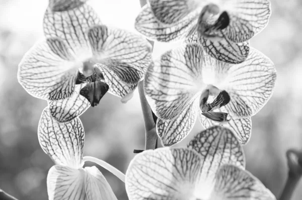 Orchidee wspaniały kwiat bliska. Orchidea kwiat różowy i żółty kwitnąć. Orchidea Phalaenopsis. Koncepcja botaniki. Orchid rosnące porady. Jak dbać roślin orchidei w pomieszczeniu. Najczęściej uprawiane rośliny Dom — Zdjęcie stockowe