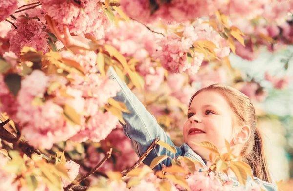 晴れた日の柔らかい花の香りをお楽しみください。桜の花のコンセプト。ゴージャスな花の美しさ。女の子桜の花の背景。桜が咲く。公園と庭春の花の花の女の子の小さな子供 — ストック写真