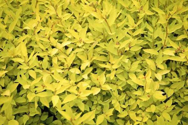 Bahar bahçesi güzelliği. Bahçede yetişen parlak sarı yaprakların Çalısı. Sarı renkli yaprakları ile süs bahçe bitkisi. Güneşli günde park bahçesinde dekoratif çalı — Stok fotoğraf