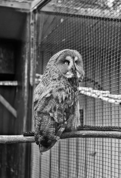 Colpo di animale cattura gufo. La vita selvaggia. Splendido grande uccello sedersi in gabbia. Calmo e pacifico. Concetto ornitologico. Gufo tiro all'aperto. Gufo specie tipiche di molti paesi. Gufo in gabbia dello zoo — Foto Stock