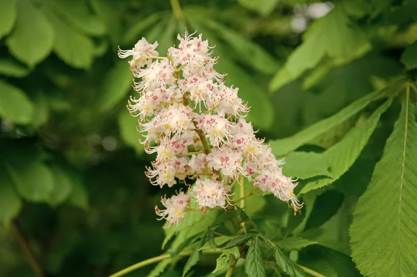 Tutti i fiori sono belli a modo loro. Cluster con fiori di castagno bianco. Fioritura di castagno con piccoli fiori teneri e sfondo foglie verdi. Fiore di castagno. Fioritura delle castagne in primavera — Foto Stock