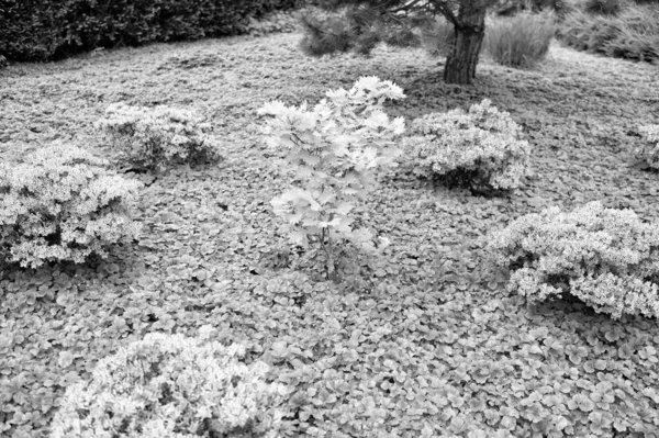 Boom eiken groene bladeren. Park design concept. Versheid en groen. Levendig groen gebladerte eiken. Natuurlijke landschap. Mooie plant. Eiken boom in een zomer weide. Natuur concept — Stockfoto