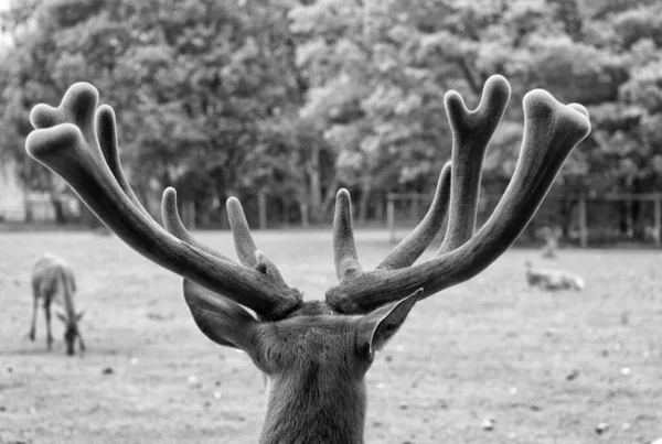 Prachtvolle Hirsche aus nächster Nähe. Rotwild in natürlicher Umgebung Natur Hintergrund. Tierrechte. Rehe im Zoo. Junge Hirsche entspannen sich im Zoo. zarte weiche Hörner von Tierchen — Stockfoto