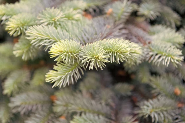 Symbolizing immortality and eternal life. Spruce or conifer plant. Spruce fir or needles on blurred natural background. Branches of pine spruce. Coniferous evergreen spruce tree — Stock Photo, Image