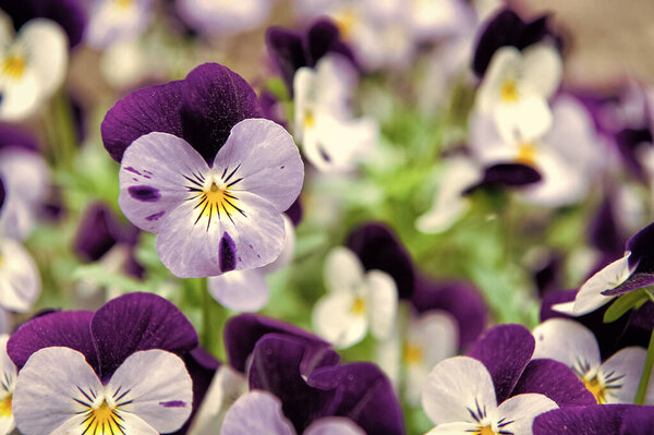 Robust and blooming. Garden pansy with purple and white petals. Hybrid pansy. Viola tricolor pansy in flowerbed. Pansy flowers showing typical facial markings