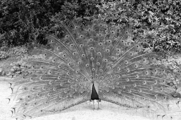 Mannelijke Pauw met kleurrijke blauw groene veren verheven in hofschap is staren rechtdoor. Natuurlijke schoonheid. Peacock vogel. Zoo concept. Peacock in natuurlijke omgeving natuur achtergrond — Stockfoto