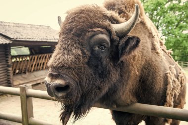 Tek bir dünya, tek bir hayat. Boynuzlu vahşi bizon. Vahşi parkta bizon hayvanı. Padok veya hayvanat bahçesinde Avrupa veya Amerikan bizonu. Wisent grubunun büyük kahverengi bizonu