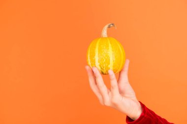 Balkabağı sebzesi. Cadılar Bayramı özelliği. Elinde küçük dekoratif bir balkabağı var. Hasat ve bakkal. Jack Fener konsepti. Sağlıklı yiyecekler. Doğal ürün. Ev yapımı sebzeler. Şirin balkabağı.