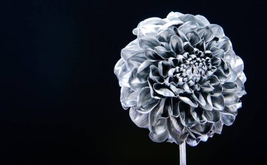 Şık bir buket. Botanik konsepti. Güzel gümüş çiçekler. Çiçek dükkanı. Metalik çelik ya da altın rengi. Metal çiçekler. Sonsuz güzellik. Moda ve güzellik. Çiçekler metalik boyayı kapatmış.