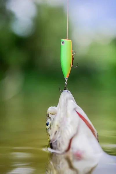 Image of A Fish Hang-On Hook With Floater .Catching Fish With