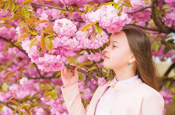 Flor suave. Criança em flores rosa de fundo de árvore sakura. Menina apreciando flor de cereja ou sakura. Criança bonito desfrutar da natureza no dia de primavera. Conceito de flor aromática. Menina turista posando perto sakura — Fotografia de Stock