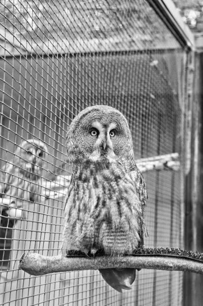 Owl outdoor shot. Owl typical species for many countries. Owl in zoo cage. Animal shot capturing owl. Wild life. Gorgeous big bird sit in cage. Calm and peaceful. Ornithology concept