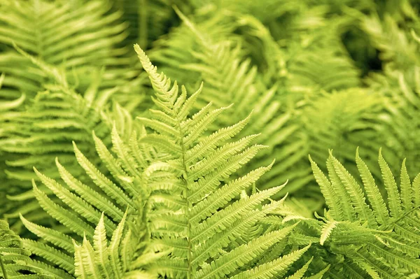 Greenery bring happiness. Fern growing outdoor. Fern bed in woods. Green fern tree in spring or summer. Fern leaves on natural background — Stock Photo, Image