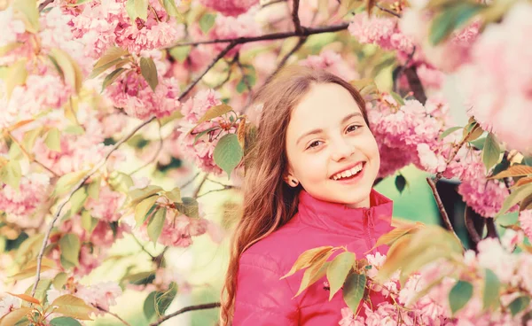 Élvezze az illata pályázat virágzik. Sakura virág koncepció. Pompás virág és női szépség. Természetes kozmetikumok a bőr. Lány cseresznyevirág. Sakura fa virágzó. Kis lány gyermek tavaszi virág virágos — Stock Fotó