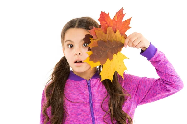 让孩子们感到惊讶的是与大自然的团结。今天天气不错让我们来做枫糖浆。小女孩枫叶。收集秋天的颜色。秋天的美丽。快乐的童年学校女生叶束。加拿大之行 — 图库照片