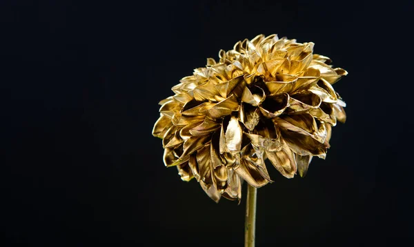 Des fleurs métalliques. La beauté éternelle. Mode et beauté. Fleurs couvertes peinture métallique de près. Bouquet élégant. Concept botanique. De belles fleurs argentées. Floral shop. Acier métallique ou couleur dorée — Photo