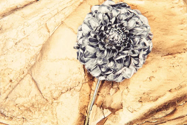 Ricchezza e ricchezza. lusso e successo. arredamento antico metallizzato. attività di floristica. Vintage. bellezza grunge. fiore di crisantemo d'argento. copiare spazio. parti di fiore reali — Foto Stock