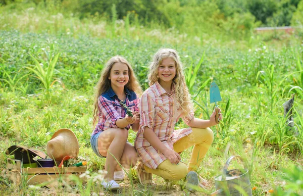 姐妹们一起在农场帮忙。女孩种植植物。花园和床铺种植和浇灌。在花园里干活的乡村孩子.农业概念。种植蔬菜。种植蔬菜 — 图库照片