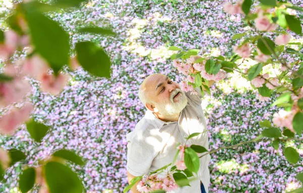 Cheerful pensioner. Happy smiling senior man looking up. Old man positive and optimistic. Good mood. Happy old age. Mental health. Happy man under sakura tree looking upwards. Positive emotions