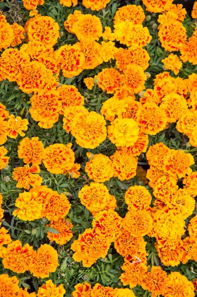 Θεραπευτικά βότανα. Ανθισμένη υφή. Όμορφη πορτοκαλί κόκκινα λουλούδια marigold αφήνει μοτίβο φόντο. Λουλούδια Marigold. Floral φόντο. Βοτανική χλωρίδα. Tagetes κορυφαία άποψη. Ανοιξιάτικη φύση. Άνθη στον τομέα — Φωτογραφία Αρχείου