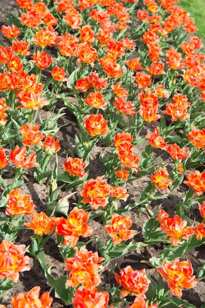 Colorful spring tulip field. orange vibrant flowers. beauty of nature. enjoy seasonal blossom. orange flowers in field. Landscape of Netherlands tulips. Spring season travel