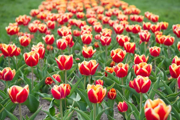 Páni. Krajina nizozemských tulipánů. Cestování na jaře. Barevné jarní tulipánové pole. pestrobarevné zářivé květiny. krása přírody. užijte si sezónní květy. Mnohobarevné květiny v terénu — Stock fotografie