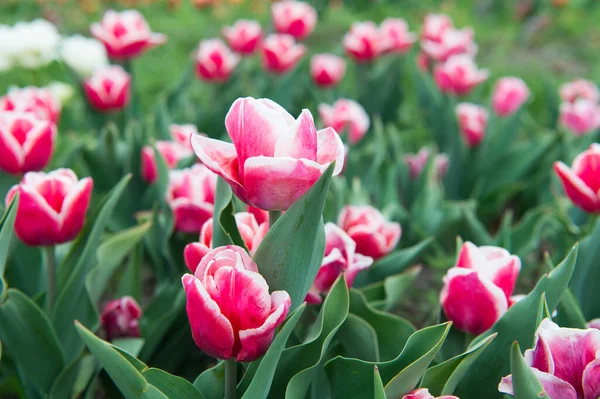 Postarej se o to. Holandský tulipán kvete v jarním pomerančovníku. skupina růžových svátků tulipán květinové záhony. Kvetoucí tulipánová pole. Jarní krajinný park. země tulipánů. krása kvetoucího pole — Stock fotografie