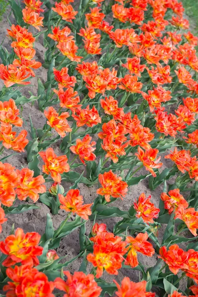 Μαγικό τοπίο άνοιξη με λουλούδια. Καταπληκτικό γήπεδο τουλίπας στην Ολλανδία. χαλαρώστε και τη διαχείριση του στρες. τουλίπες την άνοιξη. Ανοιξιάτικο φόντο λουλουδιών. Γερμανία ΟΔ. τουλίπες στον κήπο. Ζεστή μέρα — Φωτογραφία Αρχείου
