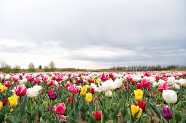 Hollanda 'da lale sezonu için nihai rehber. Laleler sıra sıra manzara. Taze çiçekler. Göz kamaştırıcı bahar renkleri. Hollanda 'da laleleri görmek için en iyi yerler. Lale alanları rengarenk bir şekilde çiçeklenmeye başladı