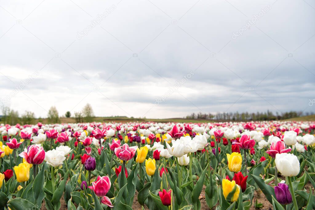 Ultimate guide to tulips season in Holland. Tulips rows landscape. Fresh flowers. Stunning spring colors. Best Places to See Tulips in Netherlands. Tulip fields colourfully burst into full bloom