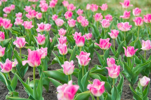 Rilassamento e gestione dello stress. tulipani in primavera. Primavera sfondo floreale. Paesi Bassi campagna. tulipani in giardino. Paesaggio magico primaverile con fiori. Incredibile campo di tulipani in Olanda. Pensa verde — Foto Stock