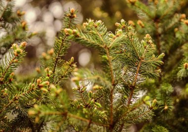 Kozalaklı ağaçlar doğal arka plan. Yeşil orman. Çevre koruması. Yeşillikler. Doğanın güzelliği. Kürk ağacı konileri. Genç çam ağacı konisi. Dünya Dünya Günü