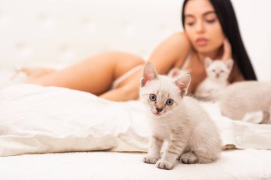 Kedi ve bayan. Neşeli evcil hayvan. Kadın mükemmel vücut ve kedi. Seksi manken, sevimli kedi yavrusu seçici odağı oynuyor. Kitty ile oyna. Çekici güzel kız, sevimli kedilerle rahatlıyor. Yatakta kediyle oynamak.
