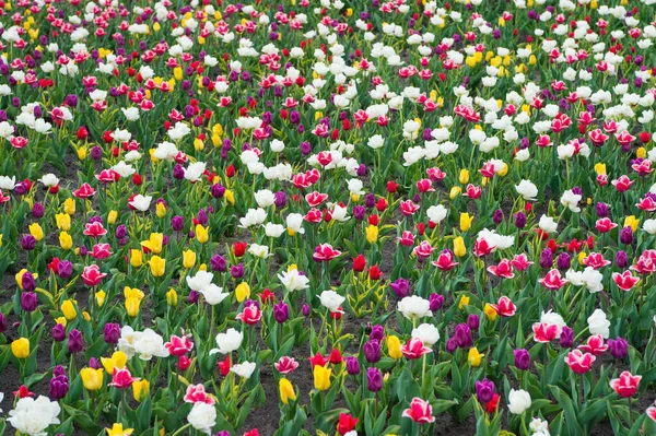 Koncept rozmanitosti. Přirozená krása. Jarní pozadí. Mnohobarevné květiny. Barevná pole tulipánů se rozkvetla. Dámský den. Parfémová vůně a vůně. Obchod s květinami. Pěstování květin — Stock fotografie