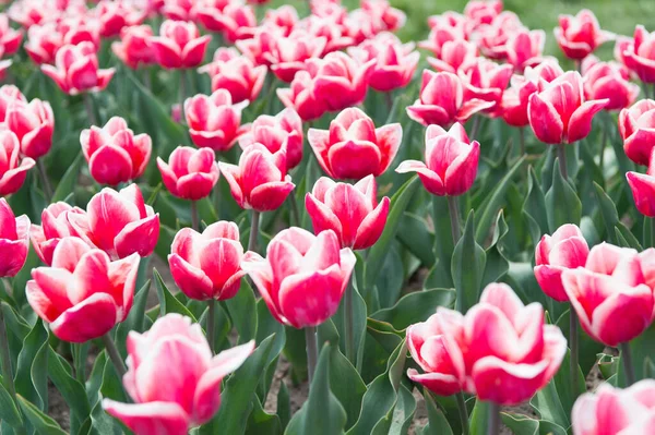 Piante da bulbo in crescita. Splendidi tulipani. Campi di tulipani in fiore fioritura regione di coltivazione. Parco primaverile. Campo fiorito. Festa dei tulipani. Sfondo floreale. Gruppo di tulipani rossi aiuola. Affari floreali — Foto Stock