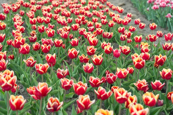 Rote Blüten mit schönem Gelb auf der Innenseite. Bunte Feldtulpen. Schöne helle Tulpenfelder. Den Frühlingstag genießen. Sehenswürdigkeiten der Niederlande. Wirklich auffällige Blume mit erstaunlicher Farbkombination — Stockfoto