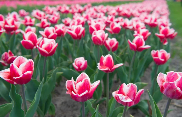 Skoč mi do hlavy. příroda je lidská antistresová. Krásná růžová tulipánová pole. Holandsko na jaře. Barevné pole tulipánů, Nizozemsko. žárovková pole na jaře. harmonie v meditaci — Stock fotografie