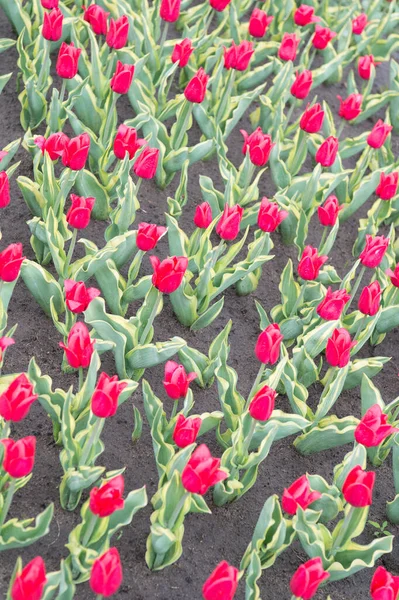 Απολαμβάνοντας τη φύση. Έδαφος για καλλιέργεια λουλουδιών. Μεγαλώνουν τέλεια κόκκινες τουλίπες. Όμορφα λιβάδια τουλίπας. Πεδίο τουλίπες. Άνοιξη ανθίζει. Συμβουλές κηπουρικής. Καλλιεργούν λουλούδια. Φυτά βολβών — Φωτογραφία Αρχείου