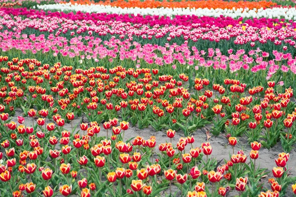 Prachtige lentekleuren. Beste plaatsen om tulpen te zien in Nederland. Tulpenvelden barsten kleurrijk in volle bloei. Ultieme gids voor het tulpenseizoen in Nederland. Tulpen rijen landschap. Verse bloemen — Stockfoto