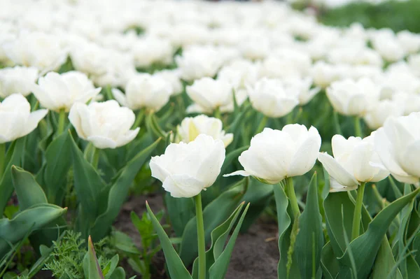 Bonita flor. El tulipán es símbolo de Holanda. flores blancas vibrantes. campo con tulipanes en los Países Bajos. campo de tulipán con varios tipos y colores. naturaleza paisaje turismo en Europa. flores frescas de primavera — Foto de Stock