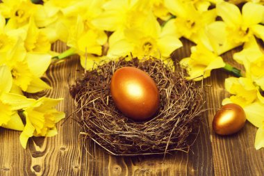 Geleneksel Paskalya altın yumurtası yuvada, bahar sarısı narsisli çiçek