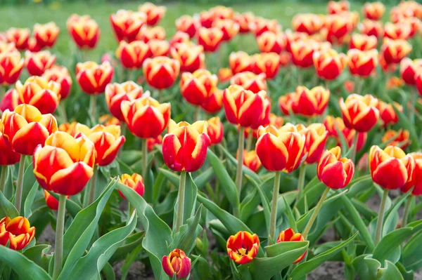 Primavera sfondo floreale. Paesi Bassi campagna. tulipani in giardino. Paesaggio magico primaverile con fiore. Incredibile campo di tulipani in Olanda. rilassamento e gestione dello stress. tulipani in primavera. Grande piacere. — Foto Stock