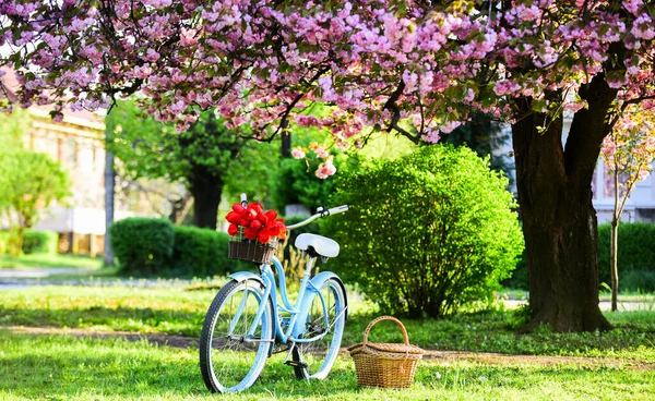 Naturcykeltur. Retrocykel med picknickkorg. Cykeluthyrningsbutiker betjänar främst resenärer och turister. Vintage fancy cykel blommande trädgård bakgrund. Hyr cykel för att utforska staden — Stockfoto