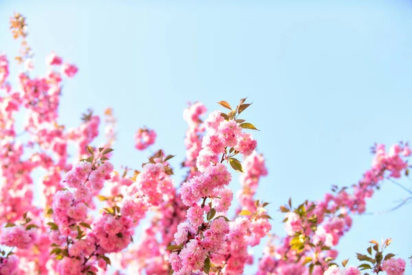 Gyönyörű sakura ágak. Frissesség koncepció. Sakura virágok. Sakura virágok ég háttér. Virágos háttér. Kertészkedés. Botanikus kert koncepció. Gyengéd virágzás. Aroma és illat. Tavaszi szezon — Stock Fotó