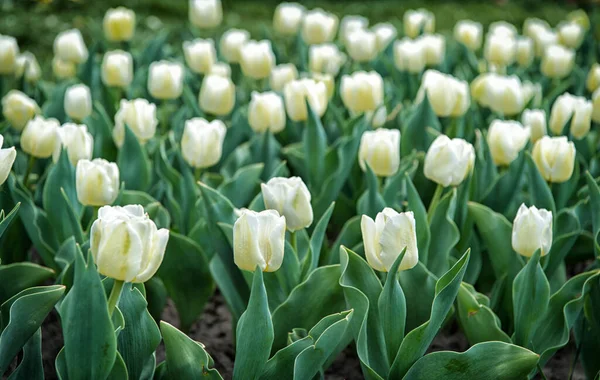 Urocze tulipany. Farma tulipanów. Pole tulipanów. Białe tulipany kwitną. Szczęśliwego Dnia Matki. Koncepcja Dnia Kobiet. Wiosenny sezon. Przyjemny aromat. Koncepcja ogrodnictwa. Rosną kwiaty ogród. ferie wiosenne — Zdjęcie stockowe